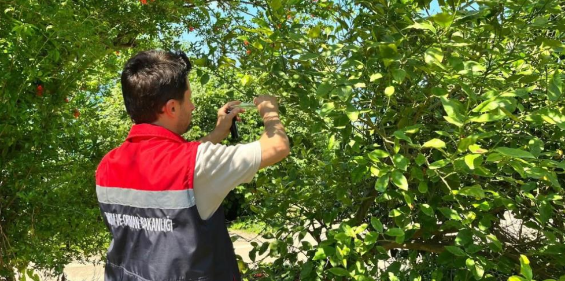 Rize'de kokarca zararlısına karşı doğaya 