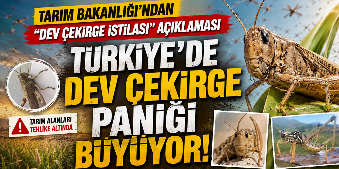 Türkiye'de dev çekirge paniği büyüyor! Tarım Bakanlığı'ndan ''Dev Çekirge İstilası'' açıklaması