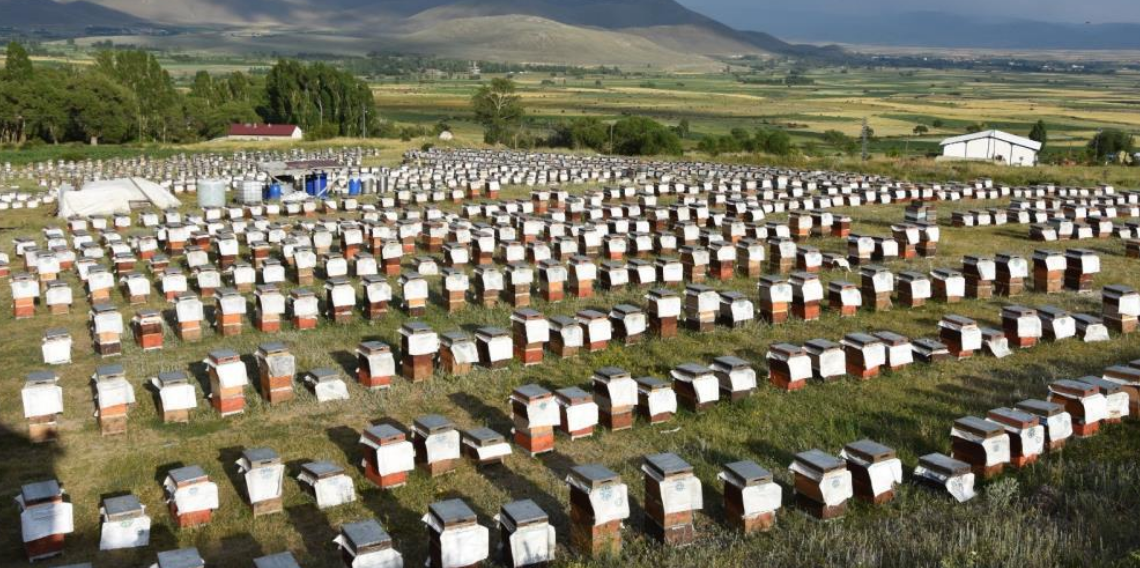 Ordulu arıcılardan ülke ekonomisine 7 milyar TL'lik katkı