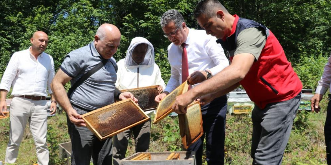 Coğrafi işaretli Salıpazarı kestane balında hasat başladı