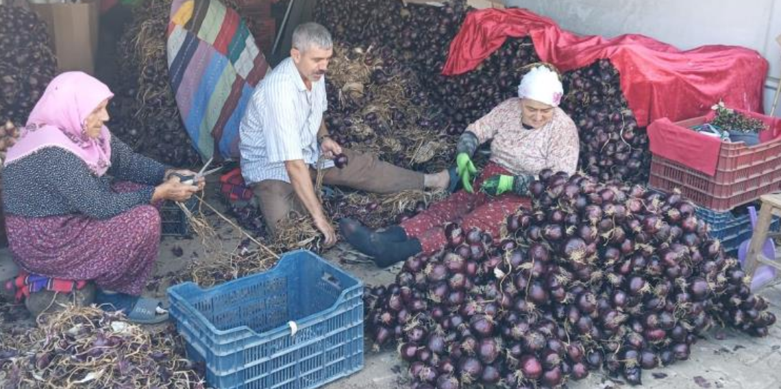 Coğrafi işaretli Kapıdağ mor soğanında hasat tamamlandı