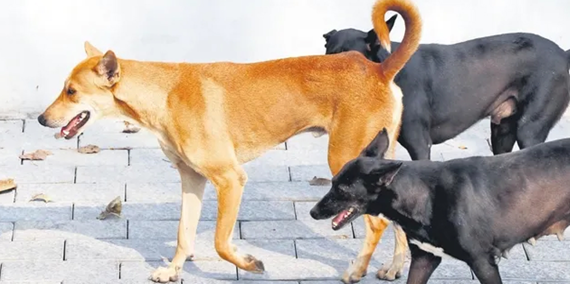 Sokak köpeklerine ilişkin tartışmalar, gözleri Hollanda modeline çeviriyor
