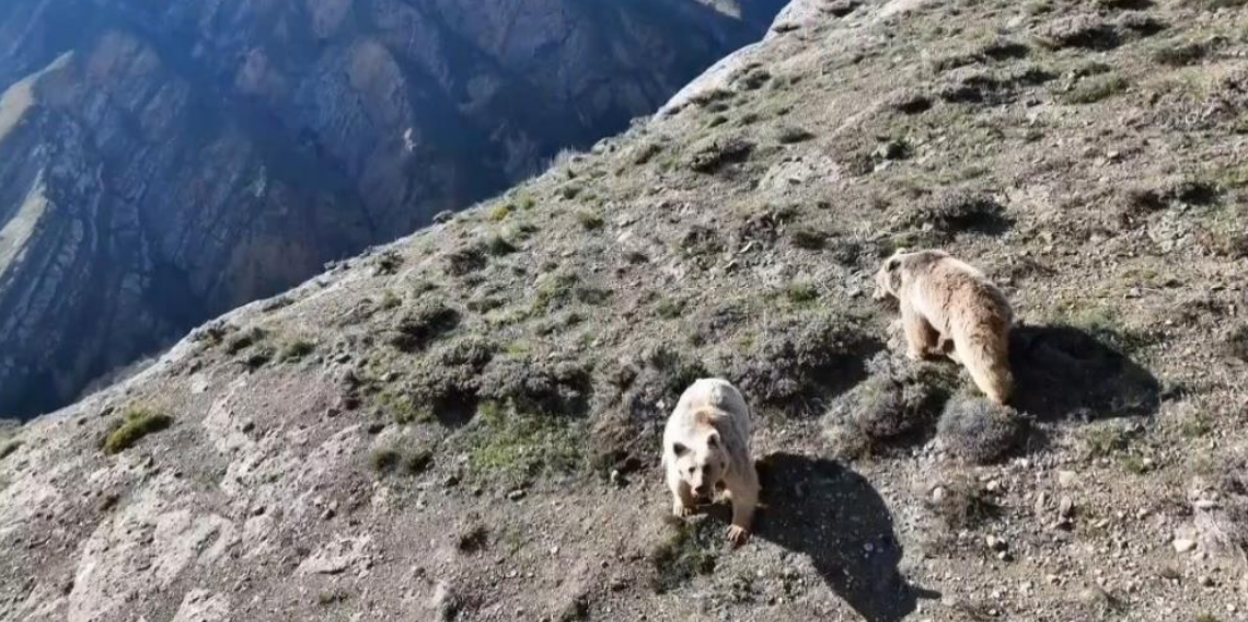Erzincan'da Ayı Saldırısı! Yaralanan Vatandaş Ameliyata Alındı