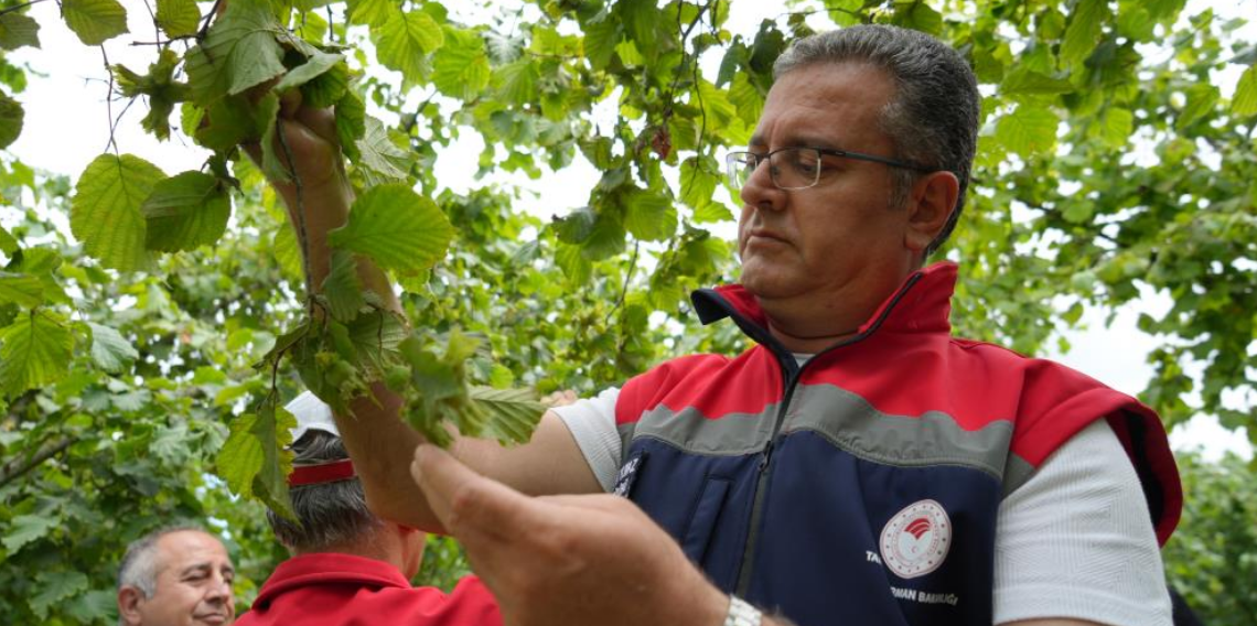 Samsun'da fındık rekolte tahmini çalışmaları tamamlandı