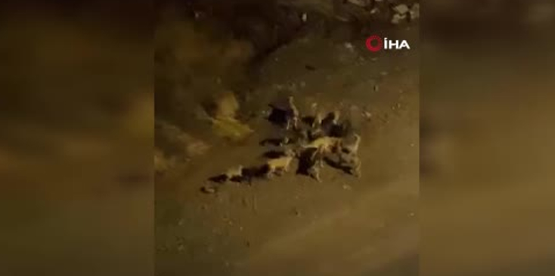 Ankara'da başıboş köpek sorunu sürüyor