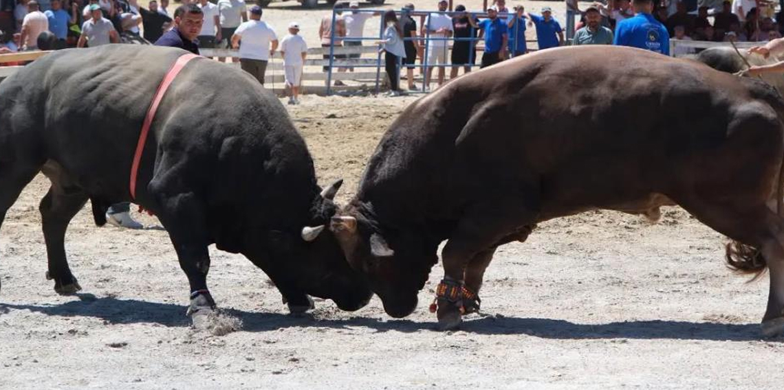 Ege'nin pehlivan boğaları Germencik'te arenaya çıktı