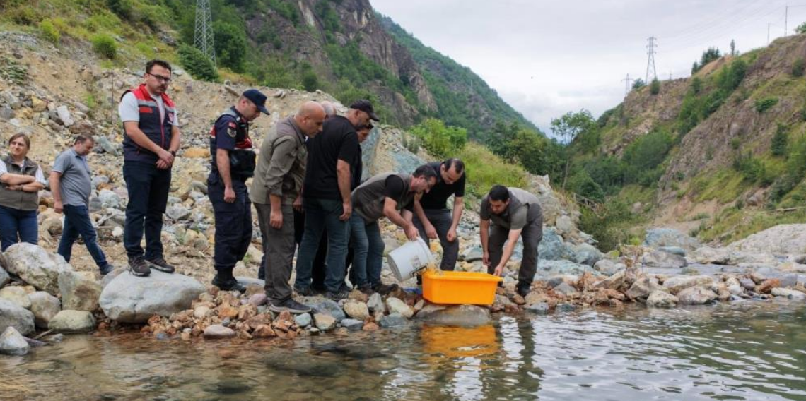 Artvin’de 30 bin kırmızı benekli alabalık yavrusu derelerle buluştu
