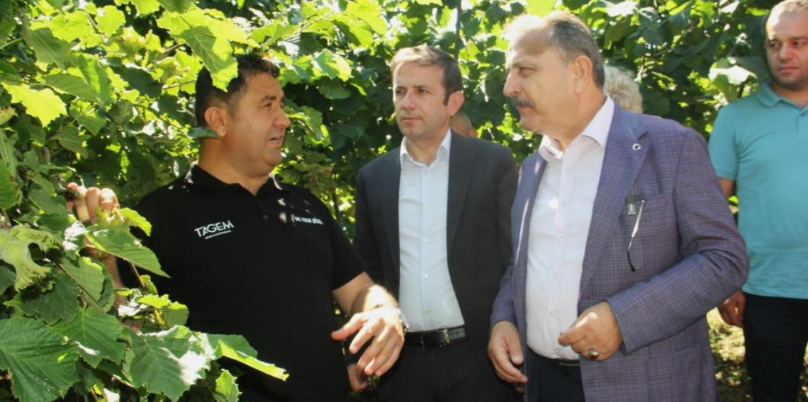 10 yıllık araştırmanın sonuçları açıklandı: Fındıkta doğru çeşit ve rakım belirlendi