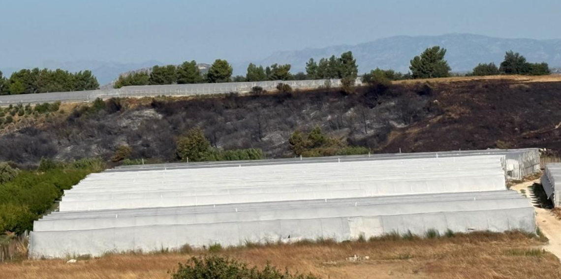Antalya'daki yangında seralar zarar gördü