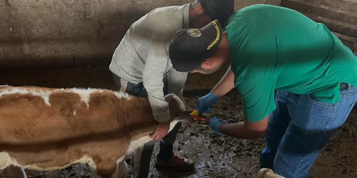 Aydıntepe'de Buzağı Küpeleme ve Aşılama Çalışmaları Tamamlandı