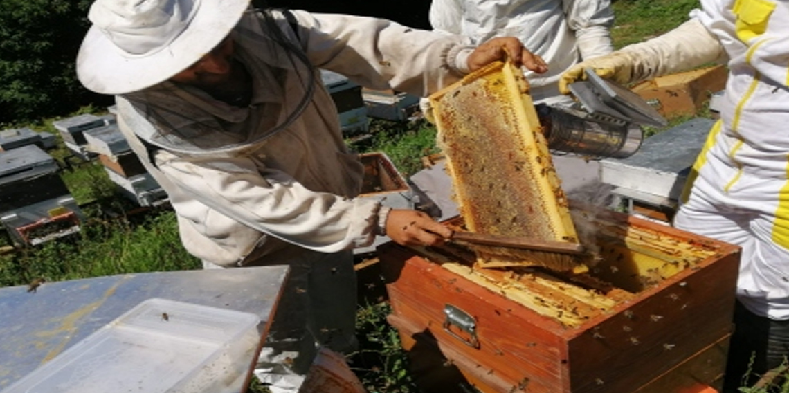 Kestane balı hasadı başladı