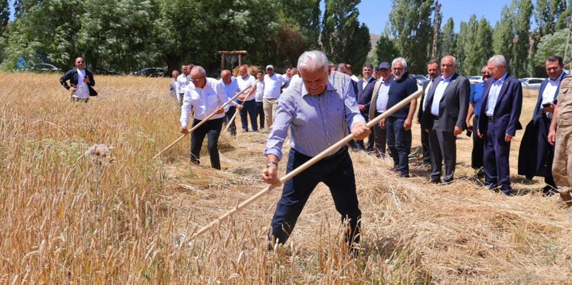 Binali Yıldırım Harman Şenliği'nde tırpan salladı