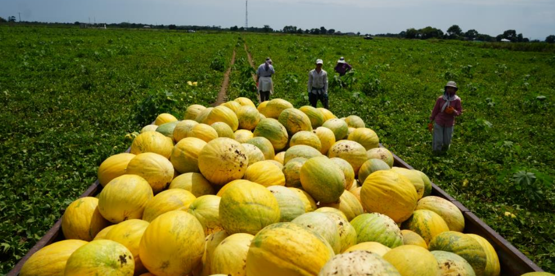 Bafra Ovası'nda kavun-karpuz bereketi: Baldan tatlı hasat