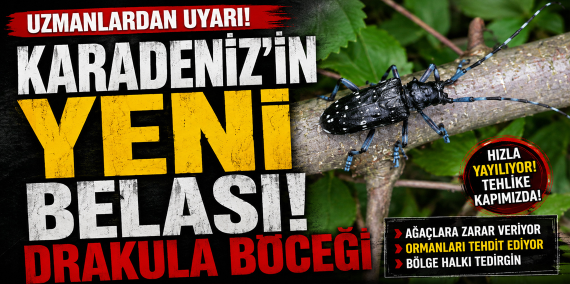 Karadeniz'in yeni belası 'Drakula' böceği