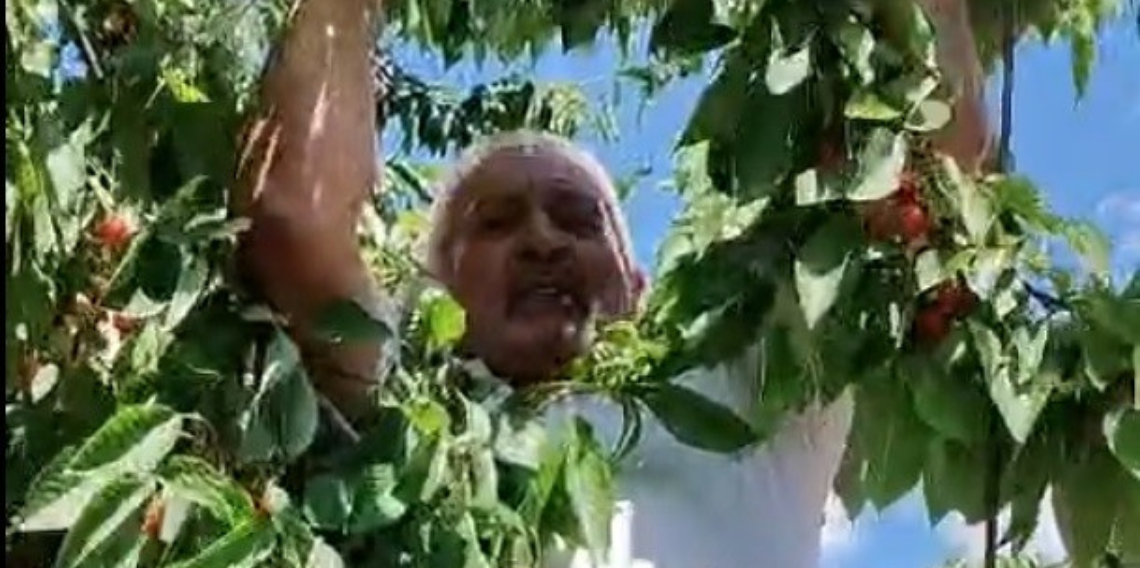 Kitre köyünde olgunlaşan kirazların dalda kalanları kargalara bırakılıyor