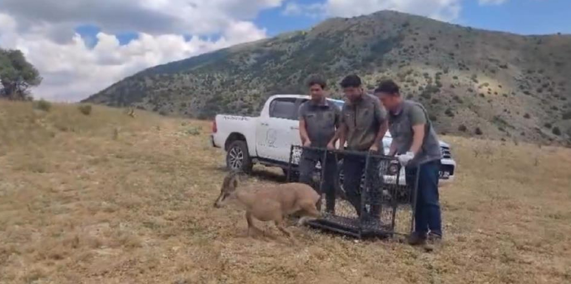 Bayburt'ta tedavisi tamamlanan yaban keçisi yeniden doğaya bırakıldı