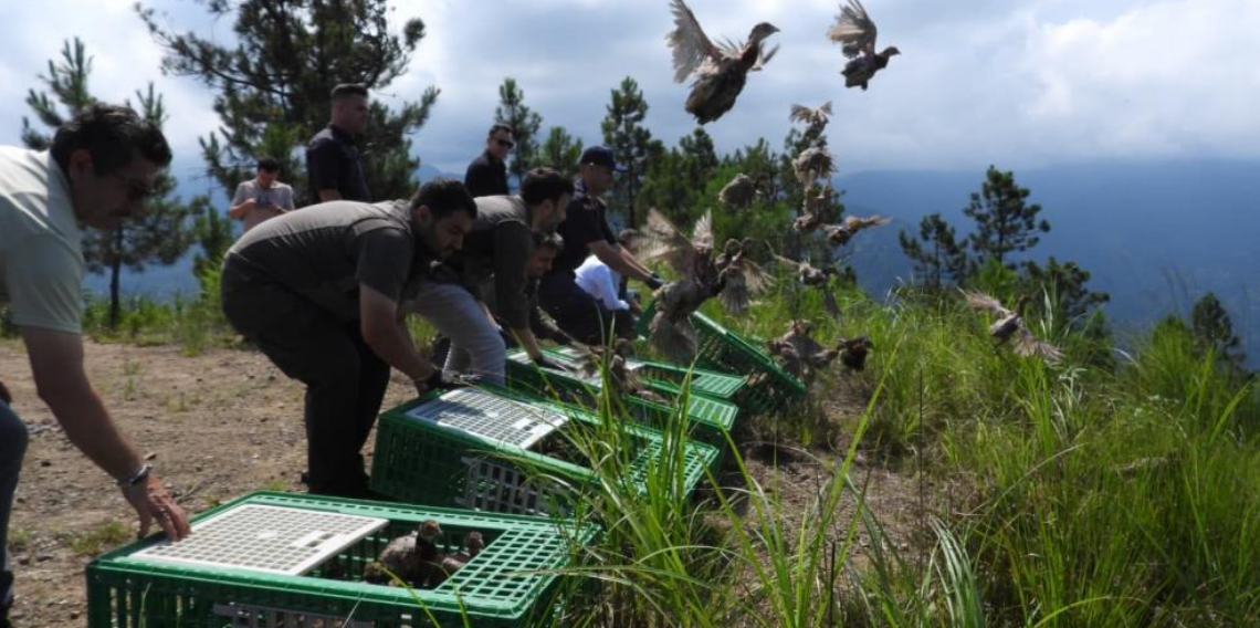 Gümüşhane’de yetiştirilen 400 sülün Artvin'in Arhavi ilçesinde doğaya salındı