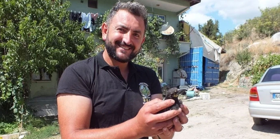 Tokatlı çiftçinin korumaya aldığı saksağan, ailenin neşe kaynağı oldu