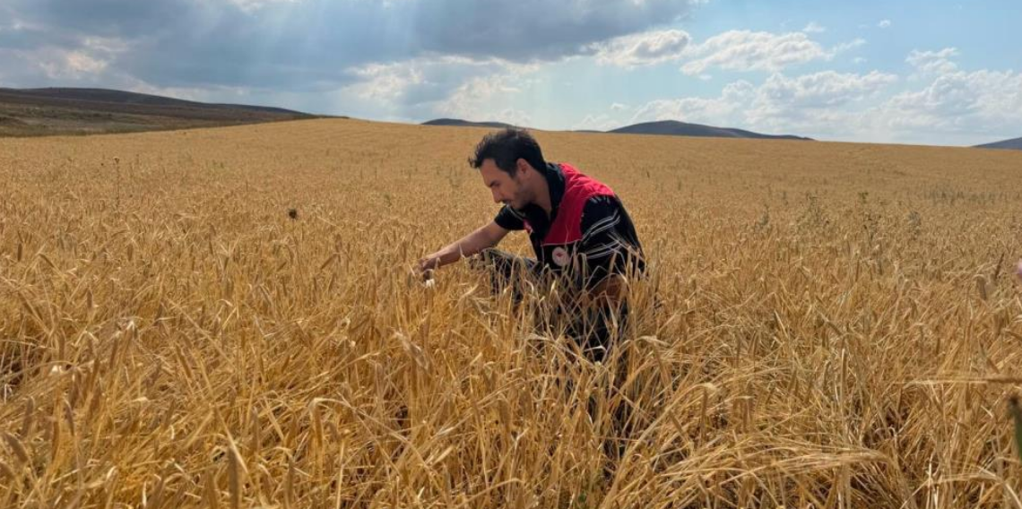 Bayburt'ta hububat tarlalarında sarı pas hastalığı kontrolü yapıldı