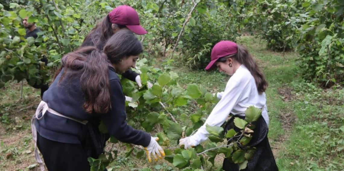 Mardinli gençler Ordu'yu her yönüyle tanıyıp, fındık tarımını öğreniyor