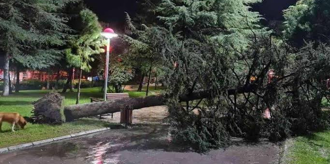 Malatya'da şiddetli fırtına ağaçları devirdi