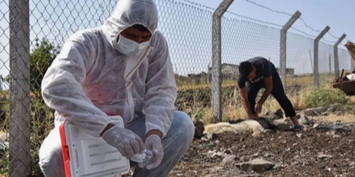 Ardahan'da kuduz vakası! Bölge karantinaya alındı