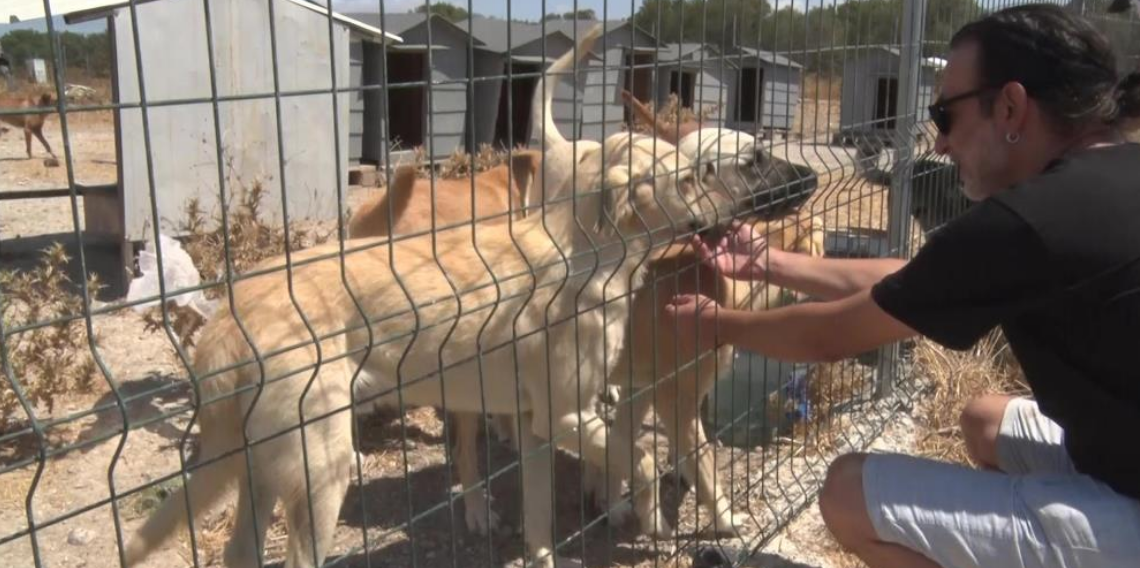 Birkaç köpekle başladı, bin 200 cana yuva oldu