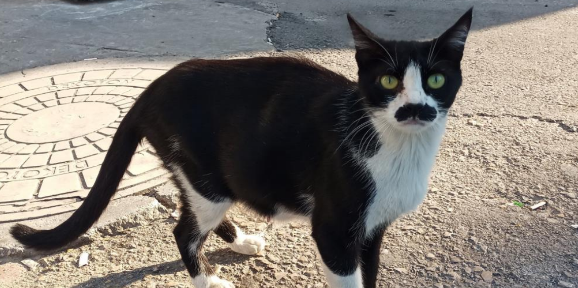 Samsun’da “pala bıyıklı kedi” görenlerin ilgisini çekiyor