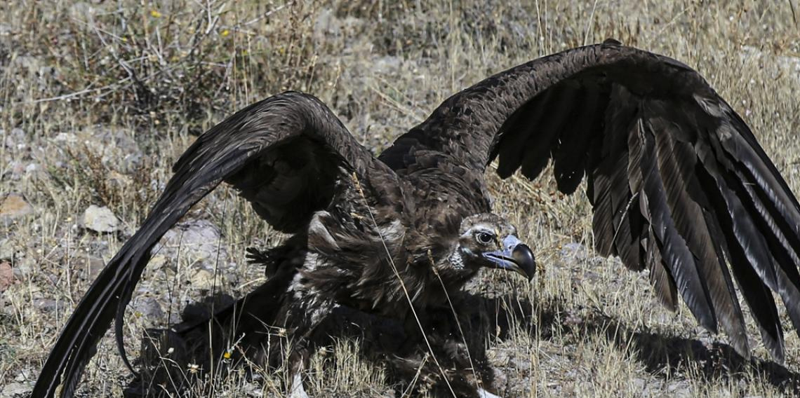 Girit’te akbabalar sıcak hava nedeniyle yerleşim yerlerine indi
