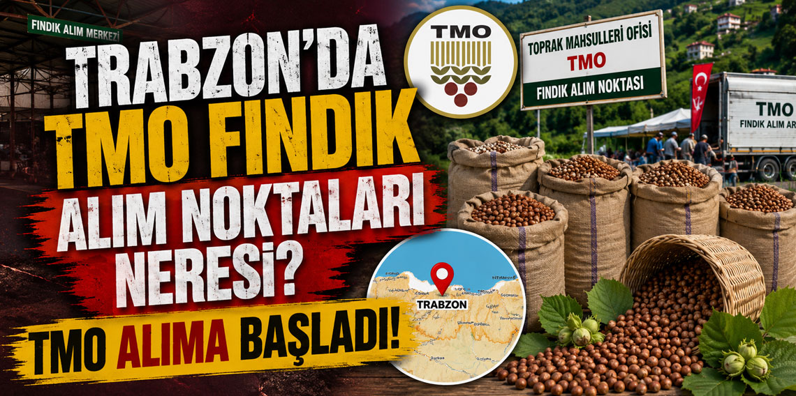 Trabzon’da TMO fındık alım noktaları neresi? TMO alıma başladı!