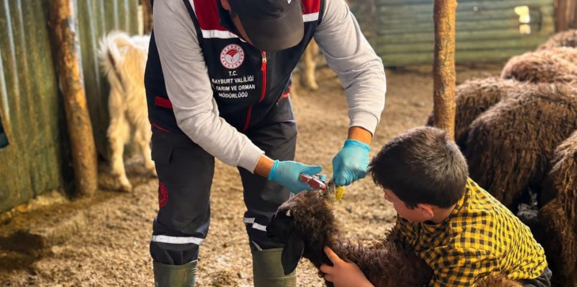 Bayburt'ta küçükbaş hayvanlar için seferberlik: Aşılama ve küpeleme sürüyor