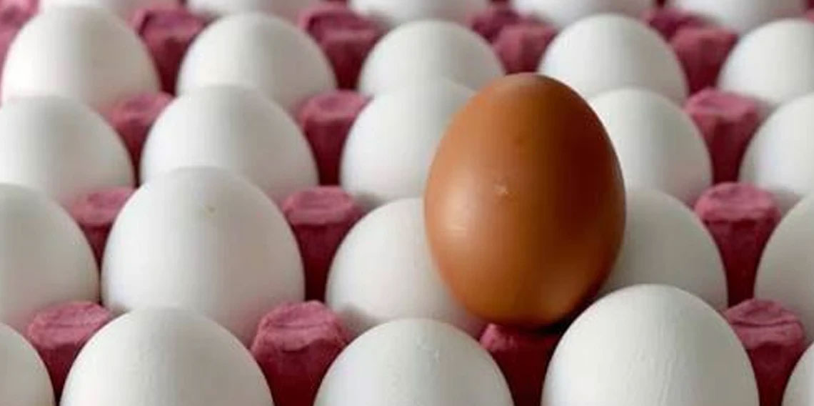 Salmonella bakterisi bulaşan yumurtaları tüketen 306 kişi hastalandı