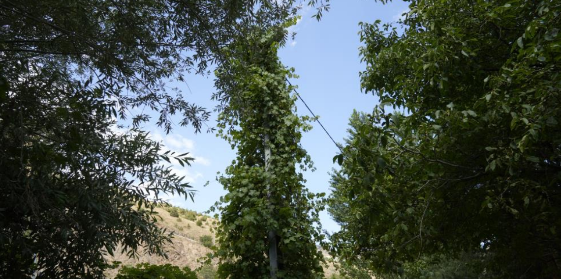 Gümüşhane'de üzüm sarmaşıkları elektrik direğini ağaca çevirdi