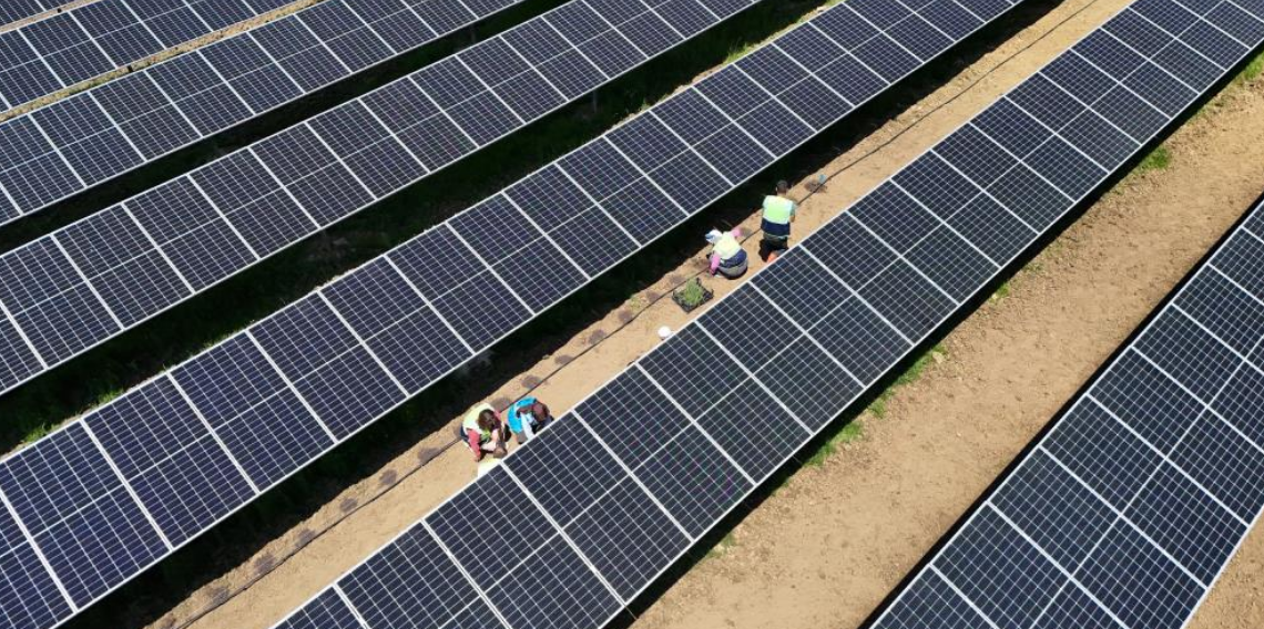 Ladik GES’te agrivoltaik tarımda hasat zamanı