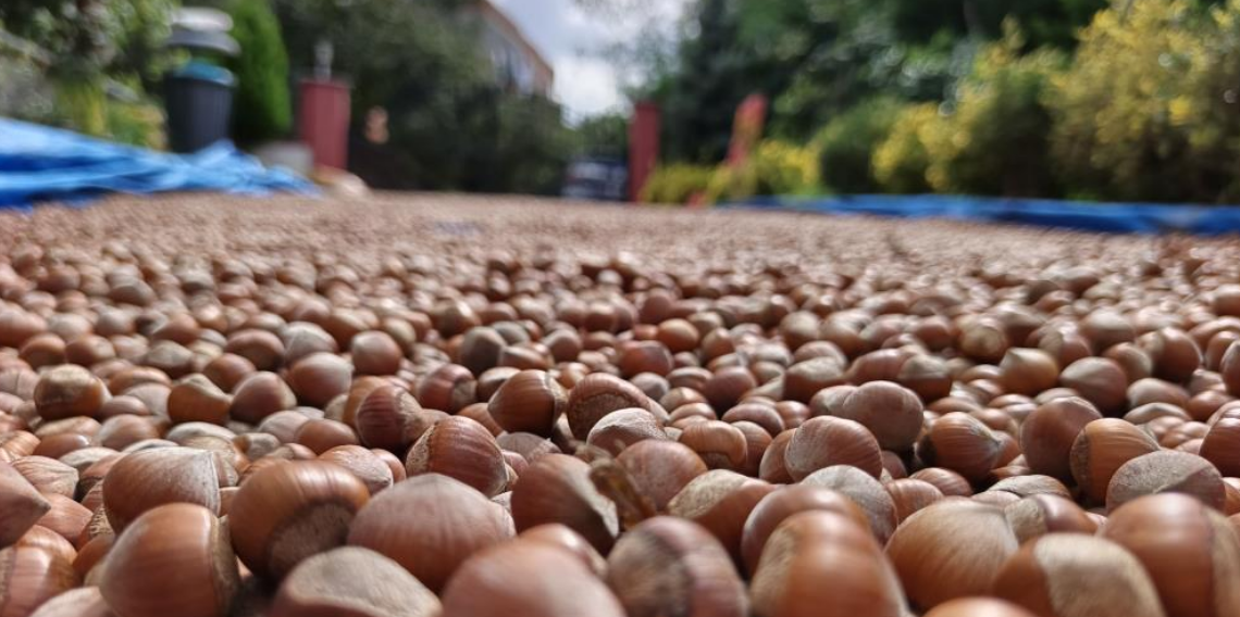 Ordu'nun yüksek kesimlerde fındıkta kurutma mesaisi sürüyor