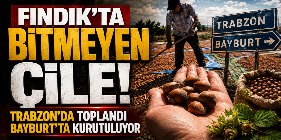 Fındık için güneş yolculuğu: Trabzon’da toplanıyor, Bayburt’ta kurutuluyor