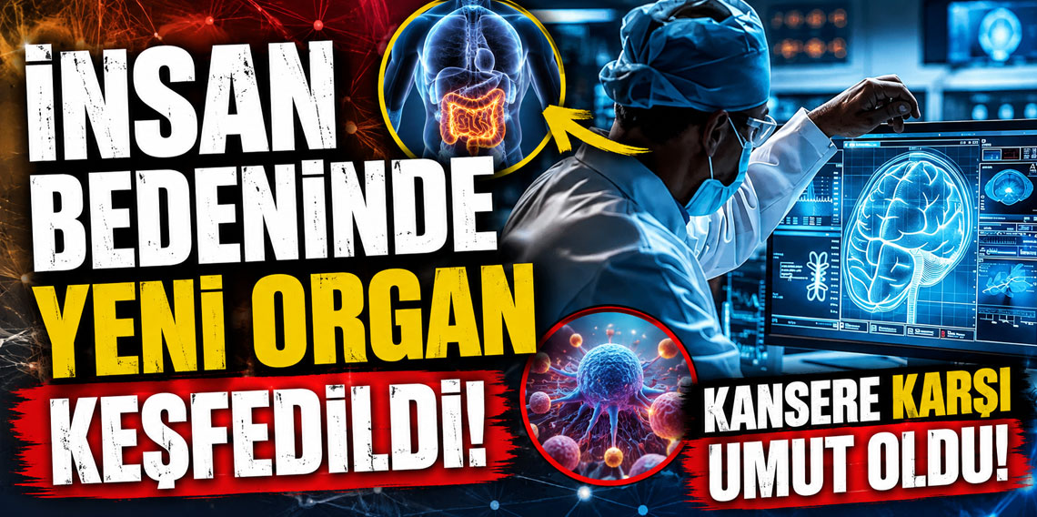 İnsan bedeninde yeni organ keşfedildi! Kansere karşı umut oldu