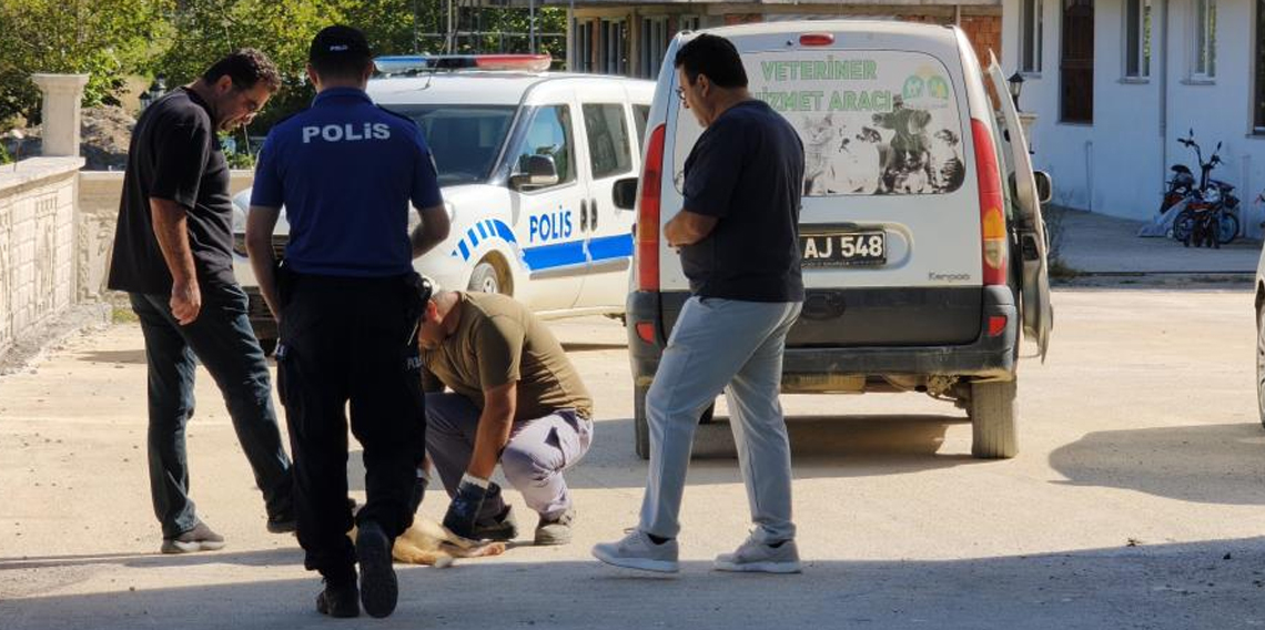Sinop'ta sokak köpeği silahla vurularak öldürüldü