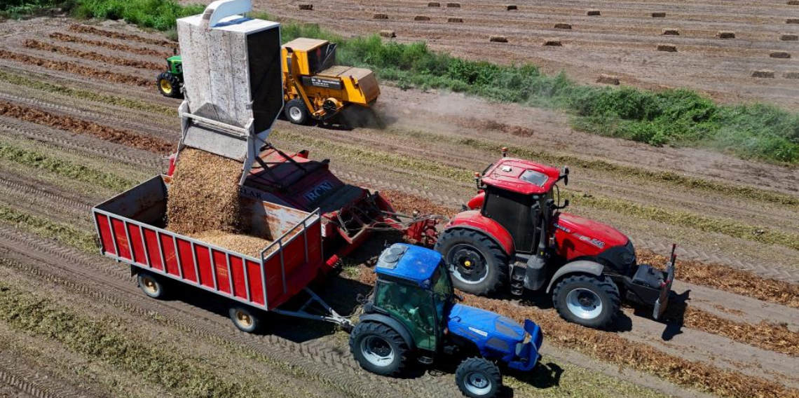 Yer fıstığında hasat başladı: 135 bin ton rekolte hedefleniyor