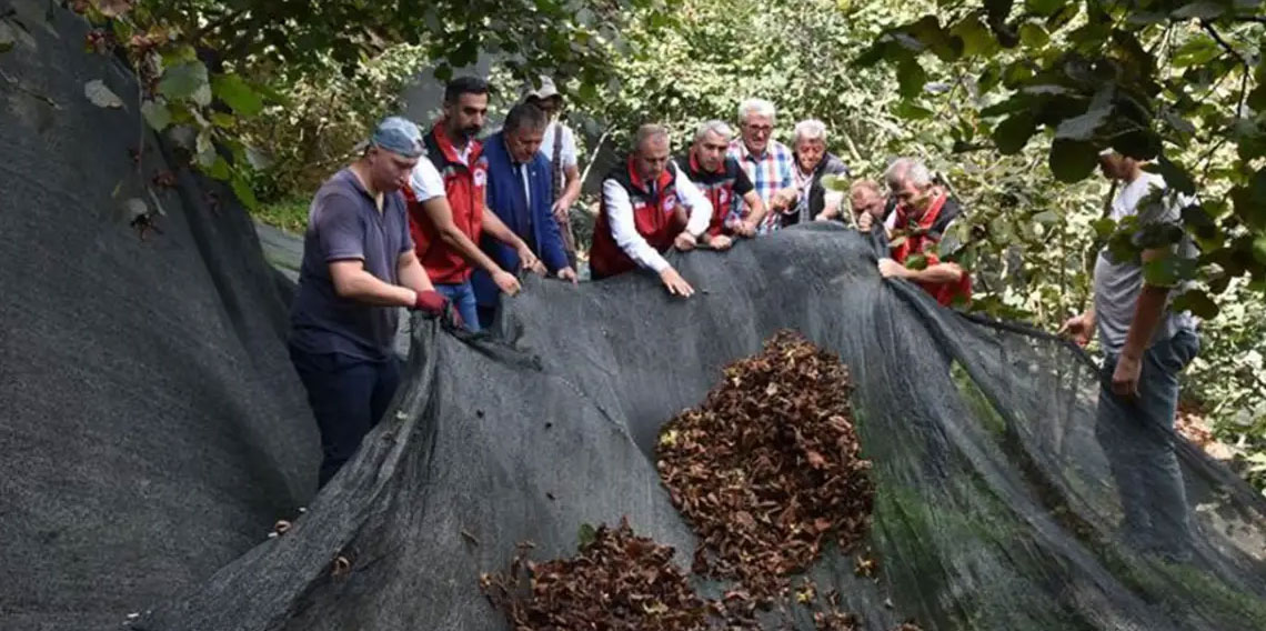 'Fındık hasat filesi maliyetleri yüzde 80 düşürüyor'
