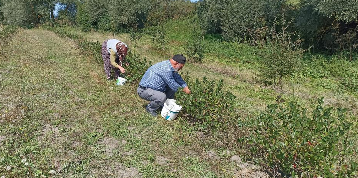 Emekli çiftin aronya bahçesi alternatif tarıma örnek oluyor