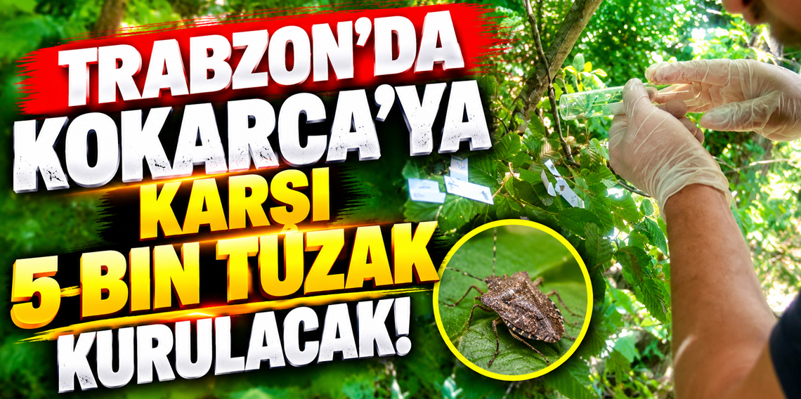 Trabzon'da Kahverengi kokarca ile mücadele aralıksız sürüyor