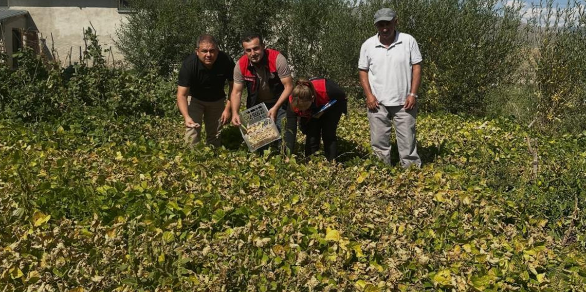Bayburt Aydıntepe şeker fasulyesi tarlada denetlendi