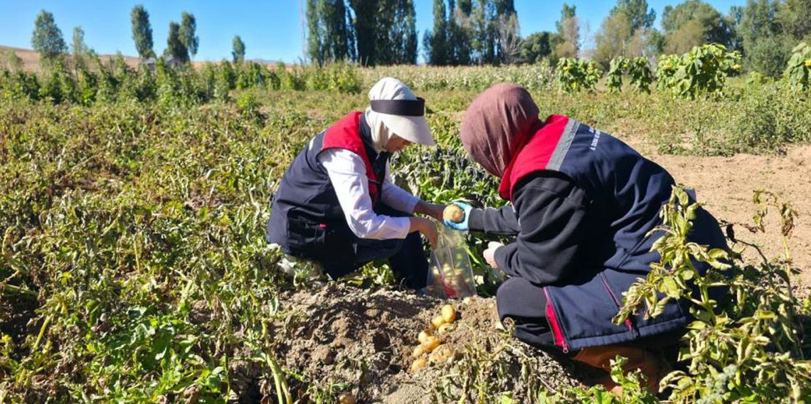 Bayburt'ta patates tarlalarında pestisit denetimi yapıldı