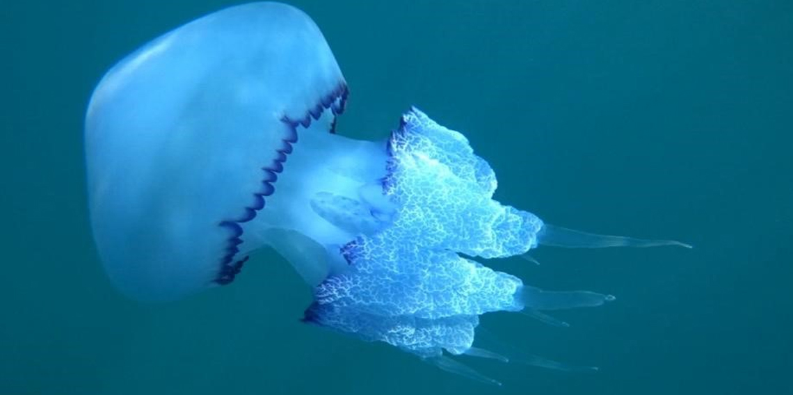Çanakkale'de mavi denizanaları için önemli uyarı