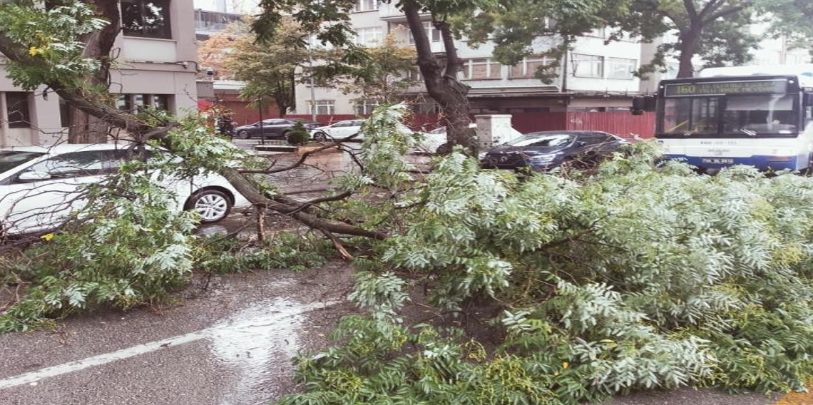Başkentte yağıştan devrilen ağaç trafiği aksattı