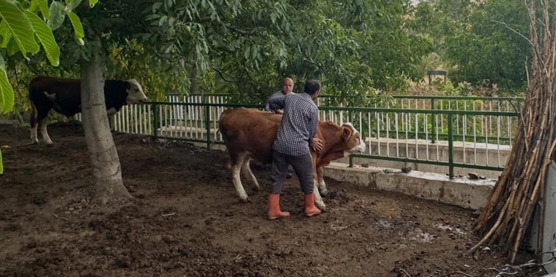 Aydıntepe’de büyükbaş hayvanlara şap aşılaması sürüyor