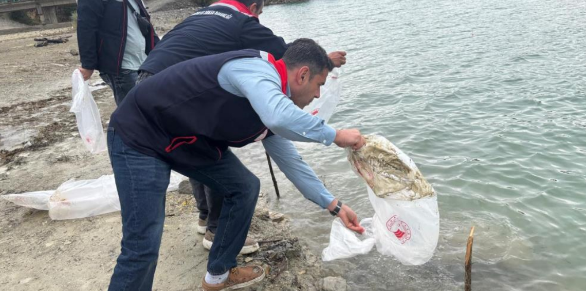 Havza’da göletlere 110 bin yavru sazan bırakıldı