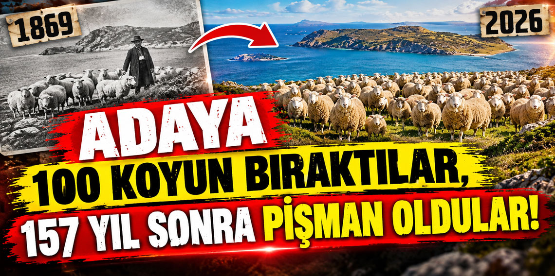 Adaya 100 koyun bıraktılar, 157 yıl sonra pişman oldular