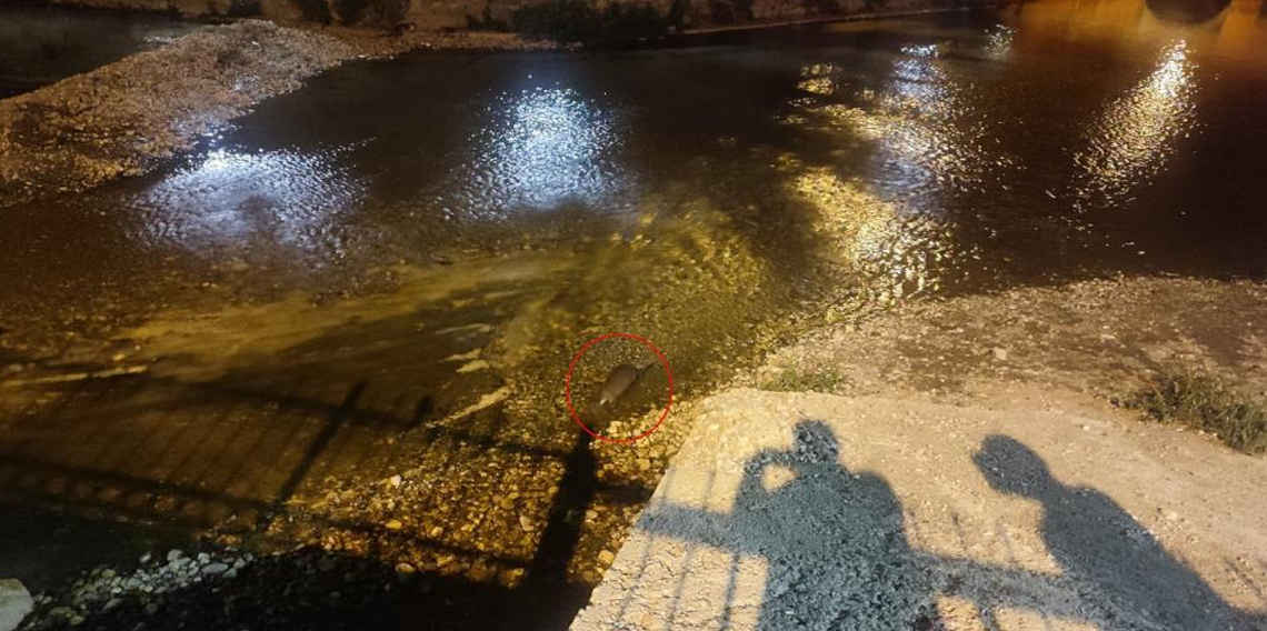 Konya’da su samuru sürprizi